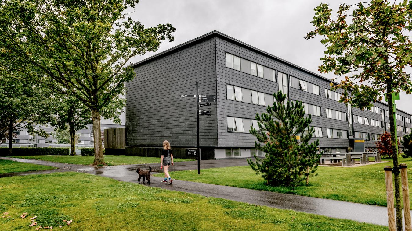 Girl walking a dog on footpath in front of building. Photo